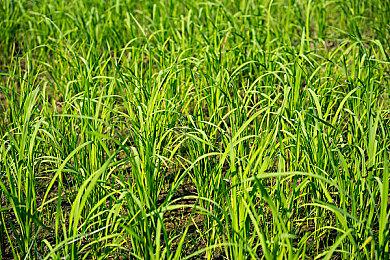 相比之前的游戏 《四海兄弟：故乡》将更加乡村化